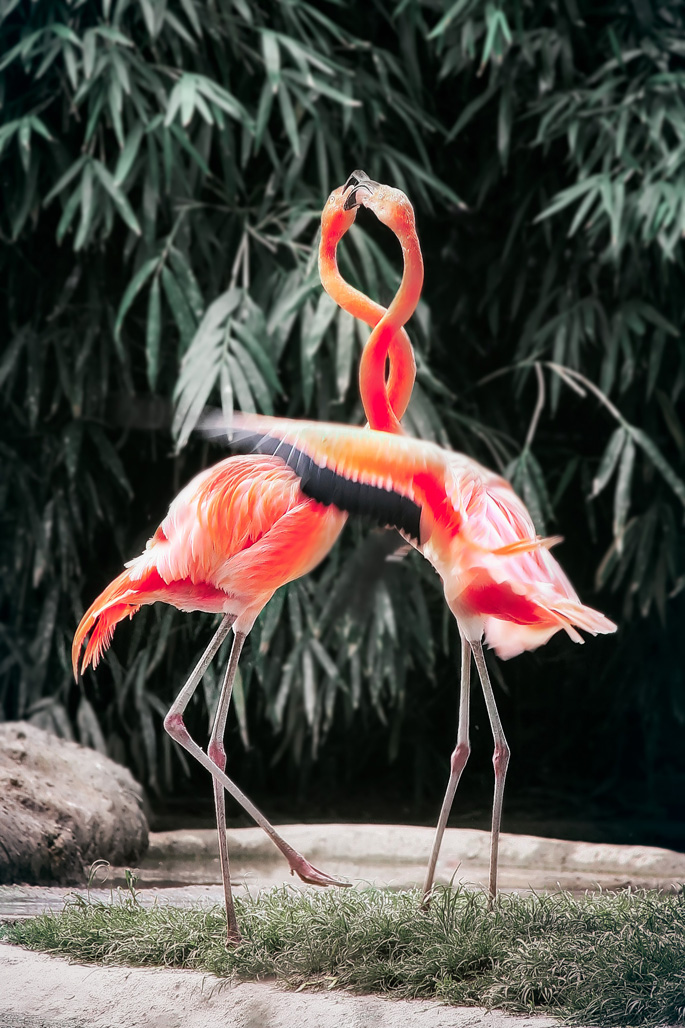 Ardastra Gardens, Zoo and Conservation Centre